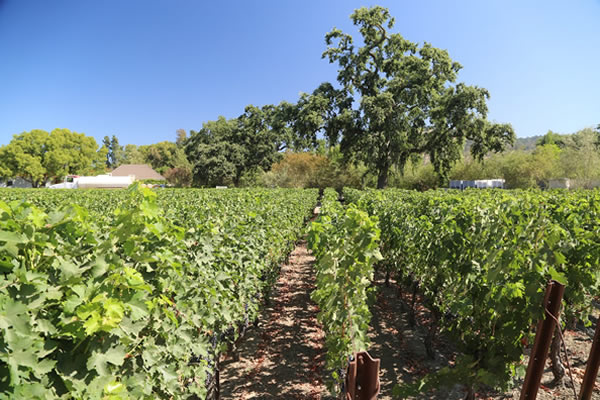 Caymus-Vineyards-Rutherford-3-1